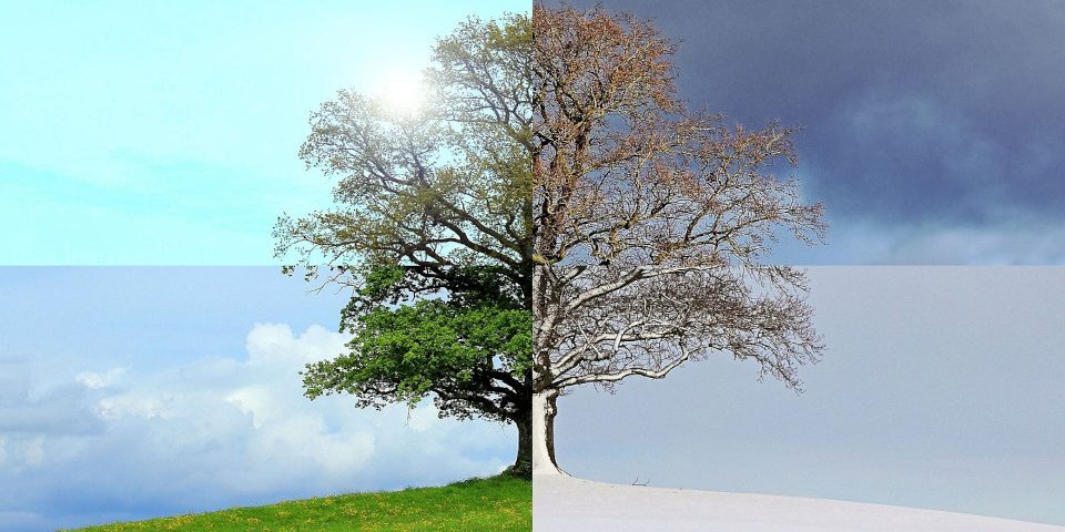 Baum der Komfortzone und die 4 Jahreszeiten