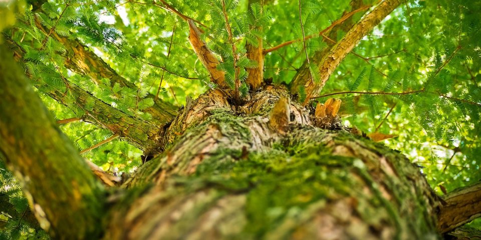 Ein Baum, der für systemische Organisationsentwicklung steht